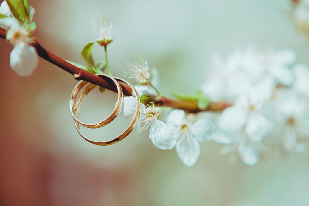 Wedding Rings on a Branch